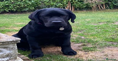 Labrador Retriever dogs - Advert 1