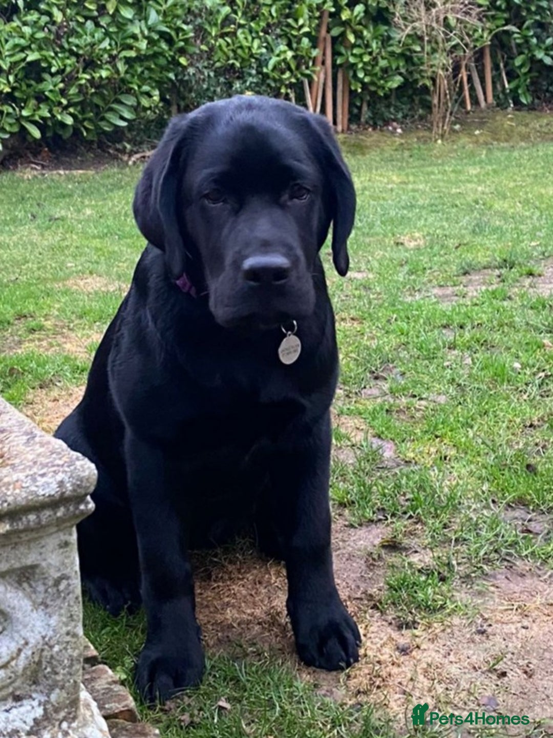 Labrador Retriever dogs for sale: Beautiful Litter Of Chocolate And Black PUPS - Image 2