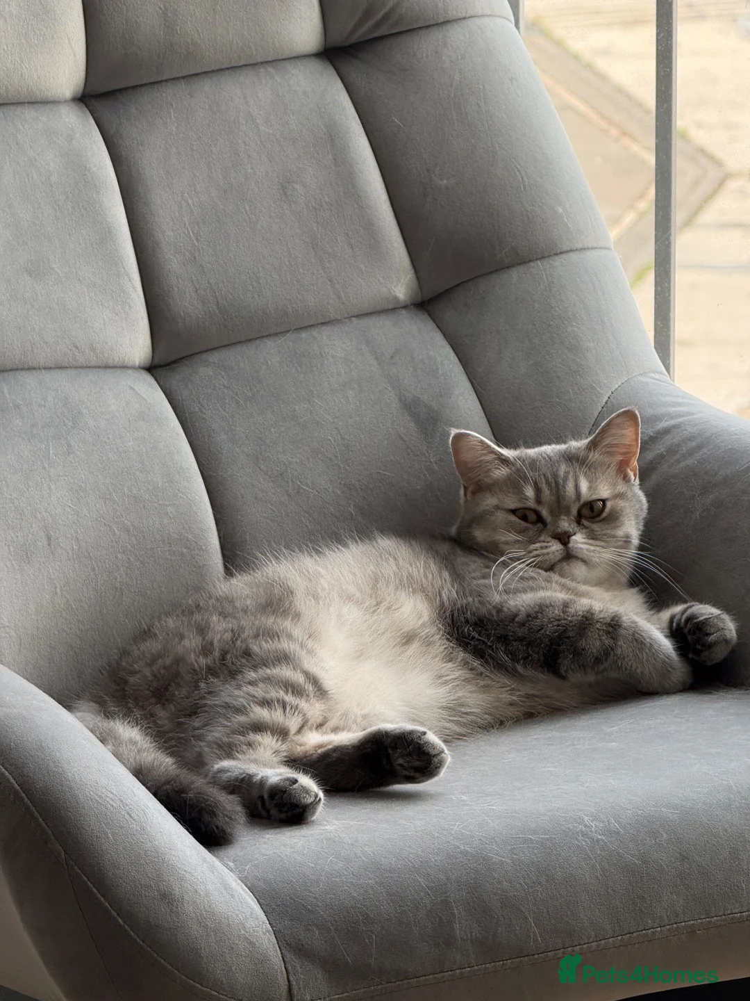 American Shorthair cats for sale: American shorthair in Birmingham - Advert 3