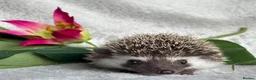 Pygmy Hedgehog rodents for sale: African Pygmy Hedgehog Ethically Bred Girl  - Advert 5