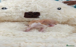 Cornish Rex cats for sale: Cornish Rex kittens available to reserve. - Image 8