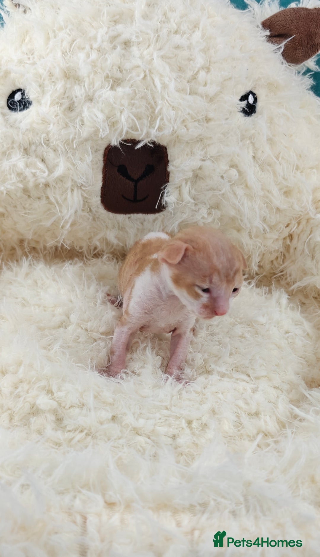 Cornish Rex cats for sale: Cornish Rex kittens available to reserve. - Image 8