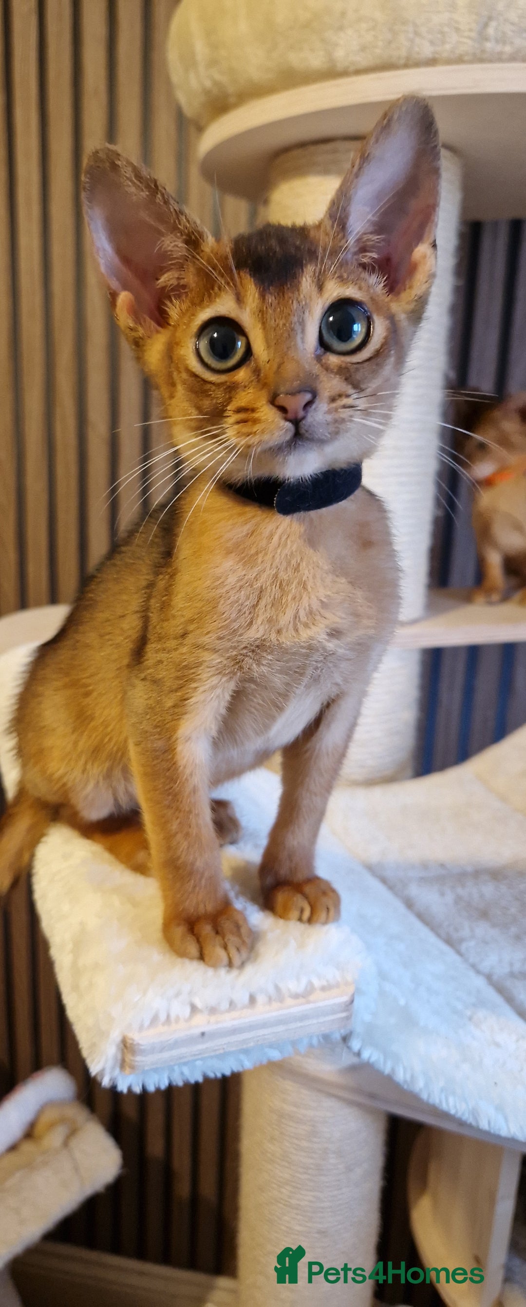 Abyssinian cats for sale: Pure Abyssian kittens ❤️ - Advert 28