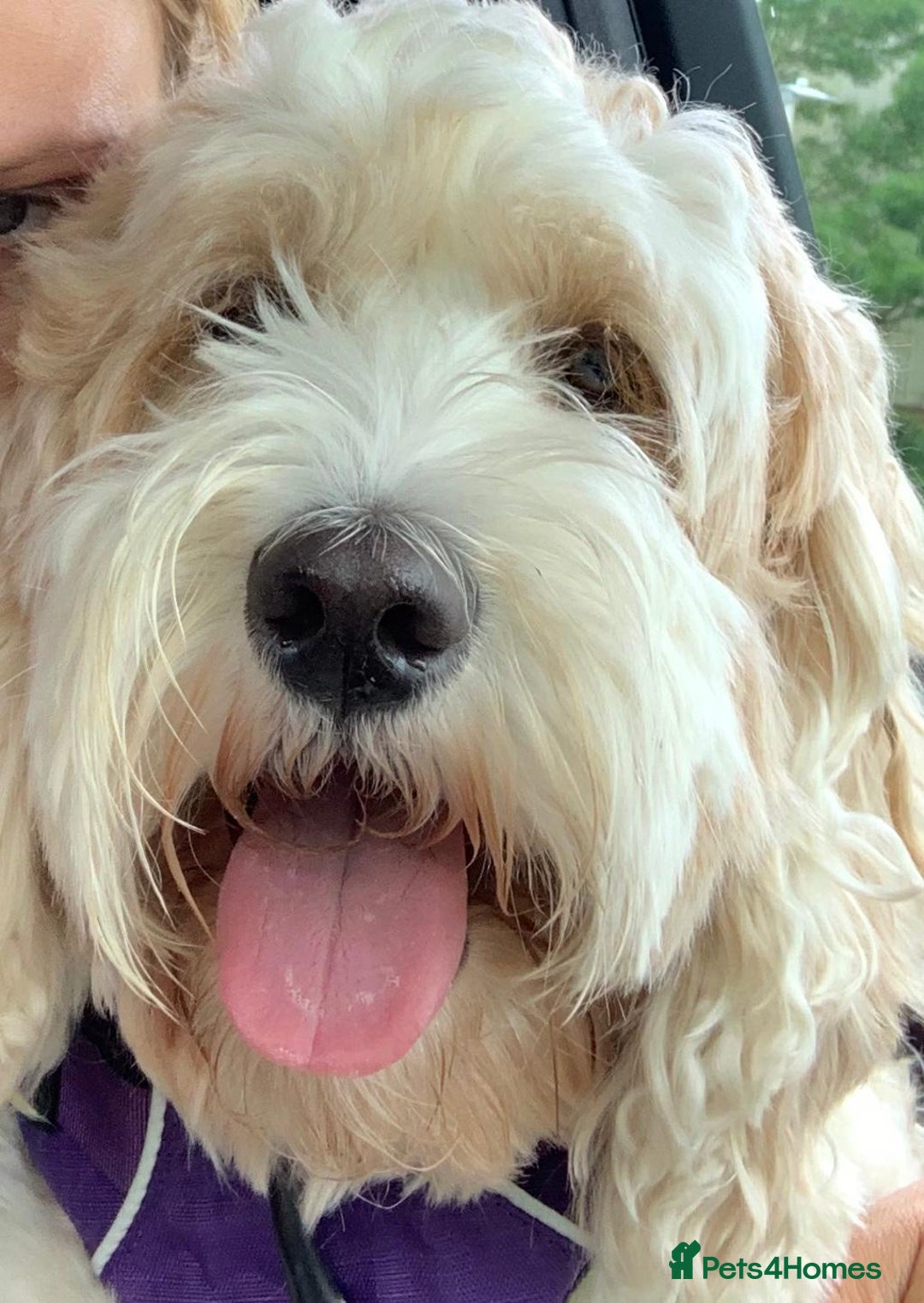 Australian Labradoodle dogs for stud: Proven extensively health tested gorgeous stud - Image 2