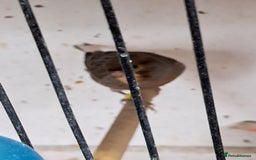 Canaries birds for sale: CANARIES and Budgies  - Image 3