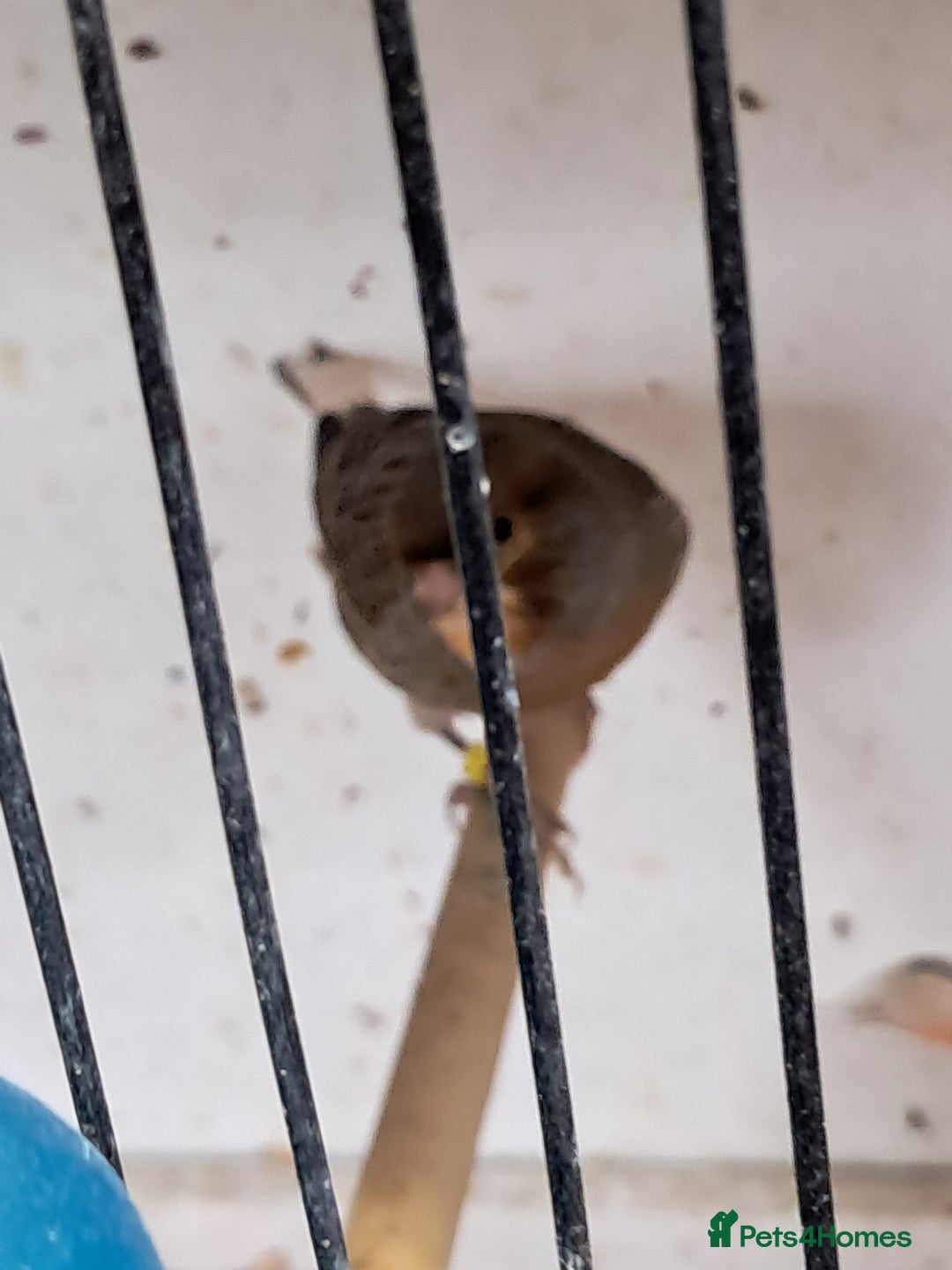 Canaries birds for sale: CANARIES and Budgies  - Image 3