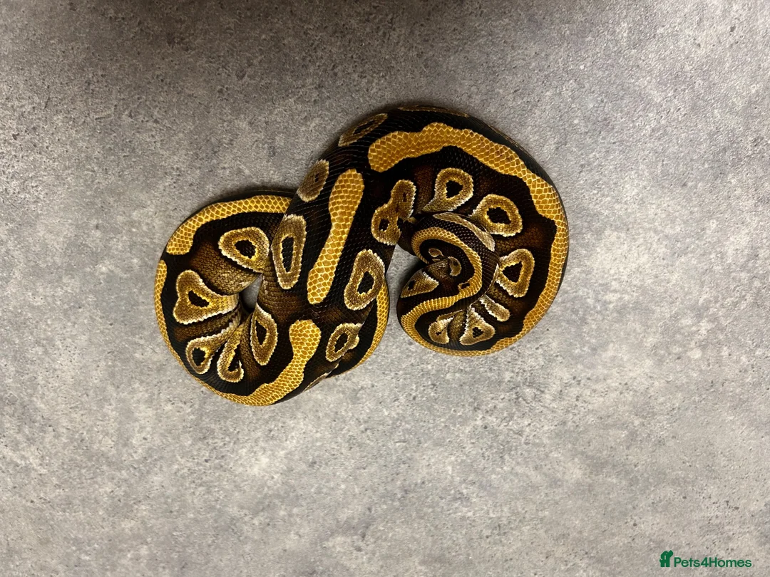 Python Snake reptiles for sale: Mojave male  - Advert 3