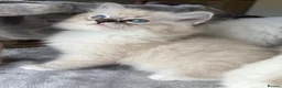Ragdoll cats for sale: Family raised GCCF ragdoll kittens  - Advert 5