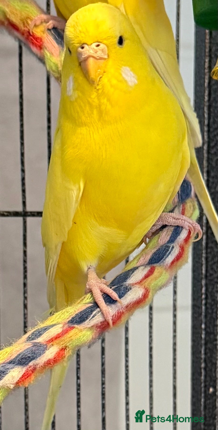 Budgerigars birds   Beautiful Lutino Budgies — 5 Months — Runcorn - Advert 2