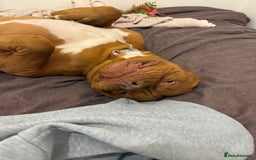 Dogue De Bordeaux dogs for sale: Tina  - Image 2