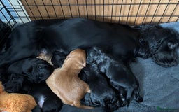 Cocker Spaniel dogs for sale: 🩷🐶 Beautiful Cocker Spaniel Puppies 🐶 🩷 - Image 7