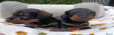 Miniature Dachshund 1