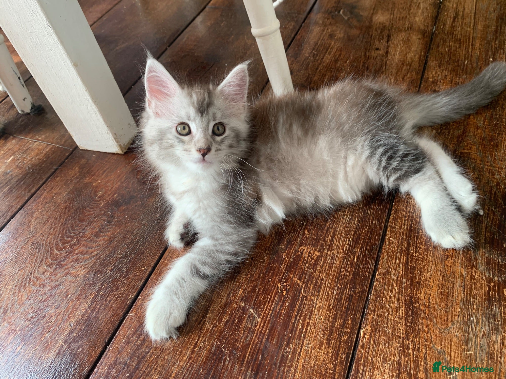Maine Coon cats Pedigree GCCF Registered Maine Coon kittens - Advert 1
