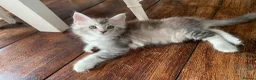Maine Coon cats for sale: Pedigree GCCF Registered Maine Coon kittens - Advert 5