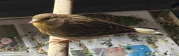 Canaries birds for sale: Fife Canaries - all born this year  - Advert 11
