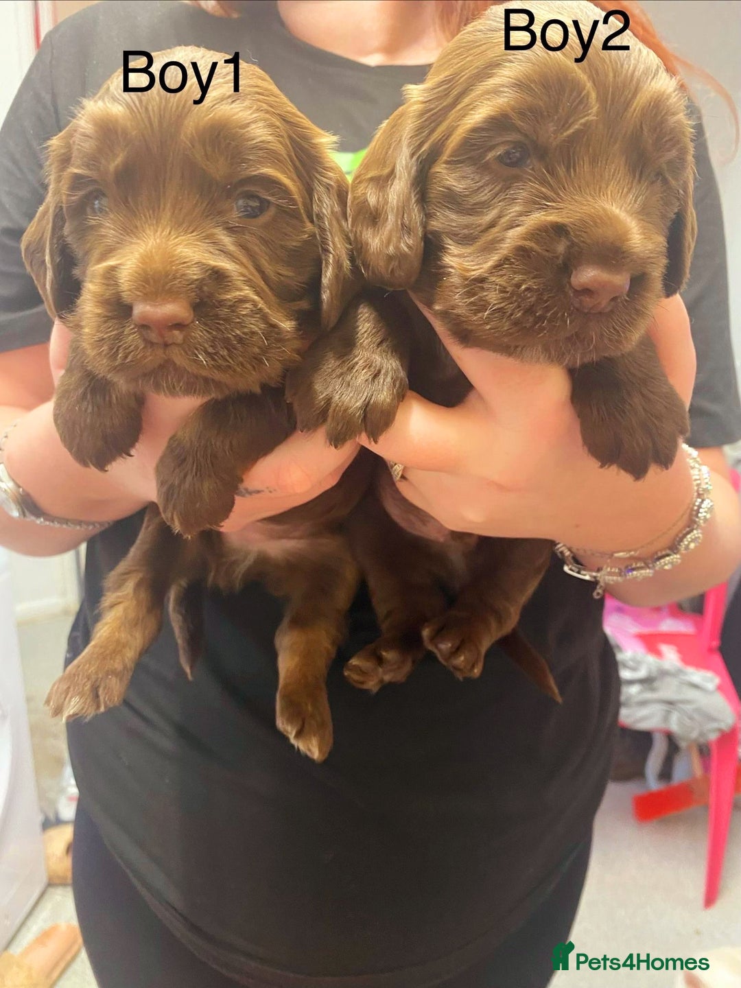 Cockapoo dogs for sale: Beautiful litter of 2 boys 2 girls - Advert 1