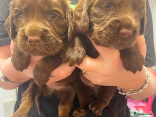 Cockapoo dogs Beautiful litter of 2 boys 2 girls - Advert 3