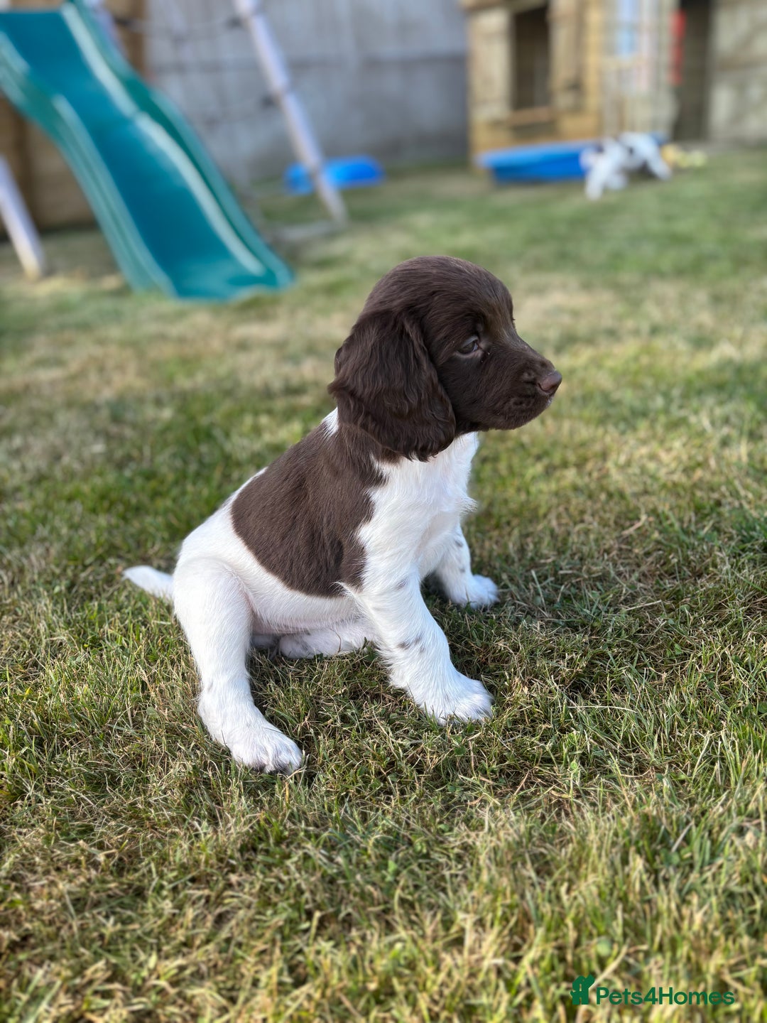 English Springer Spaniel dogs for sale: English Springer Spaniels - Image 14