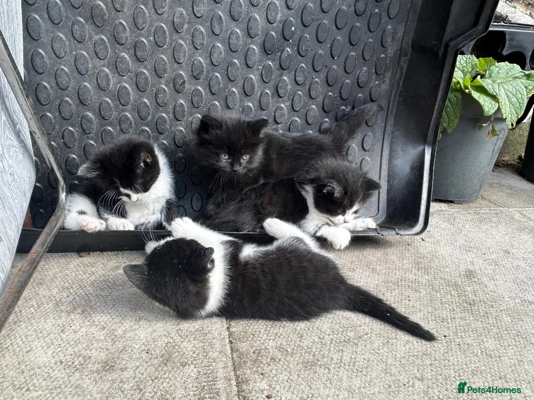 Mixed Breed cats for sale: Kittens for sale  - Advert 2