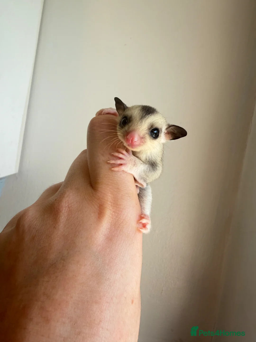 Sugar Glider rodents for sale: Sugar gliders available  - Advert 1