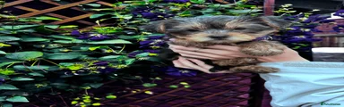 Yorkshire Terrier 3 - Purple