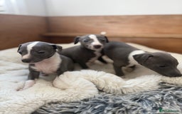 Italian Greyhound dogs for sale: Italian greyhound puppies - Image 1
