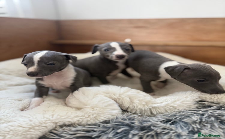 Italian Greyhound dogs - Advert 1