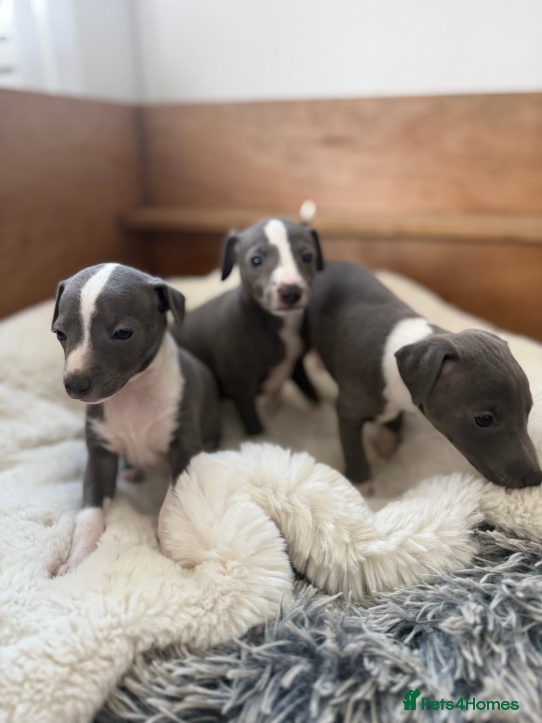 Italian Greyhound dogs for sale: Italian greyhound puppies - Image 1