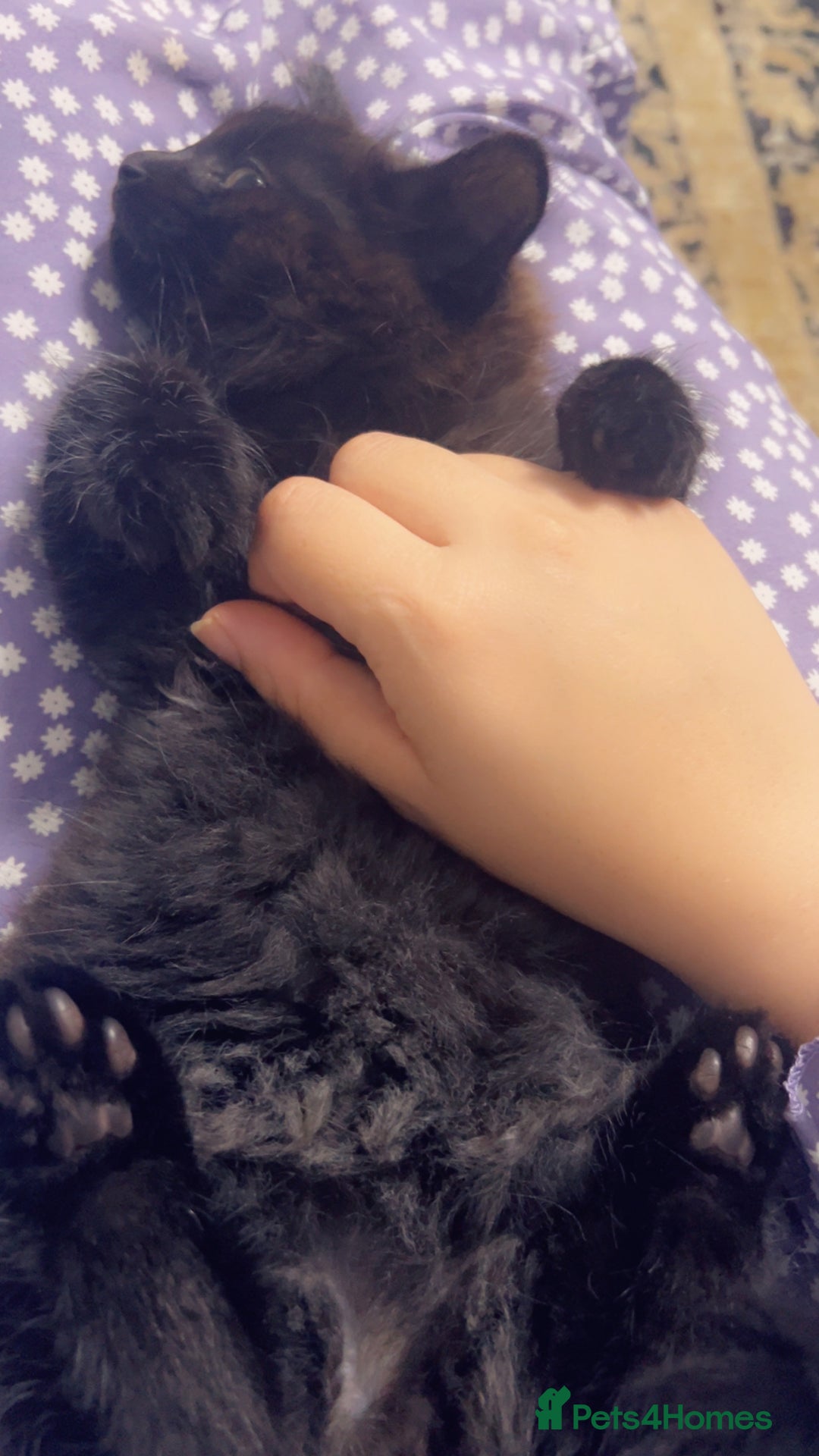 British Longhair cats for sale: Micky  - Image 2