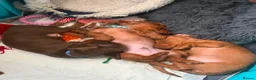Miniature Dachshund dogs for sale: Stunning KC Miniature Dachshunds in Wednesbury - Advert 8