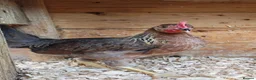Chickens poultry for sale: Brown Leghorn Bantam Pair  - Advert 2