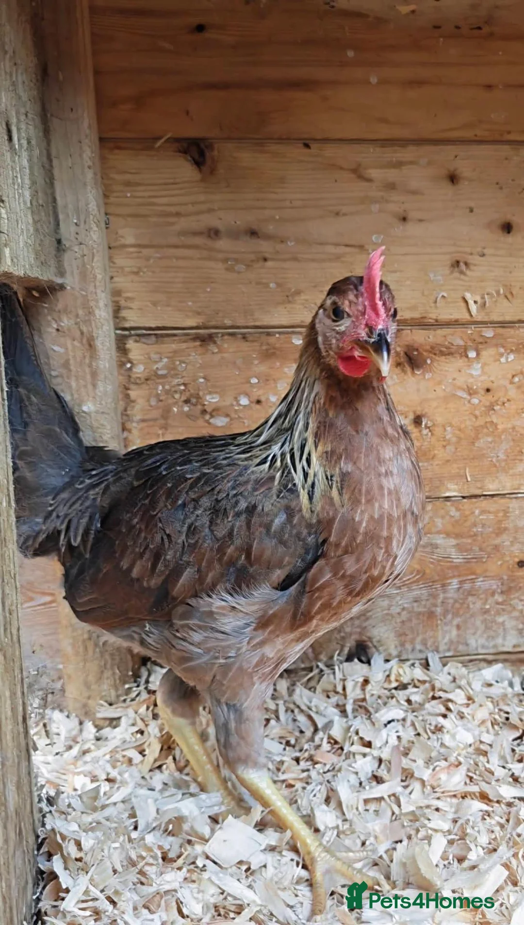 Chickens poultry for sale: Brown Leghorn Bantam Pair  - Advert 2
