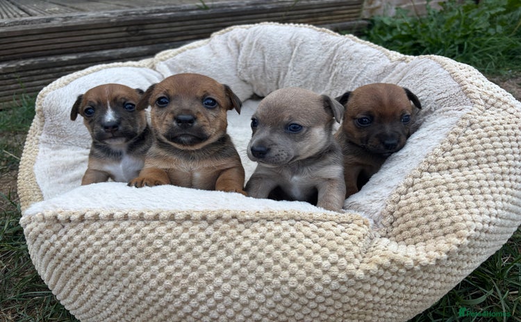 Jack Russell dogs - Advert 14