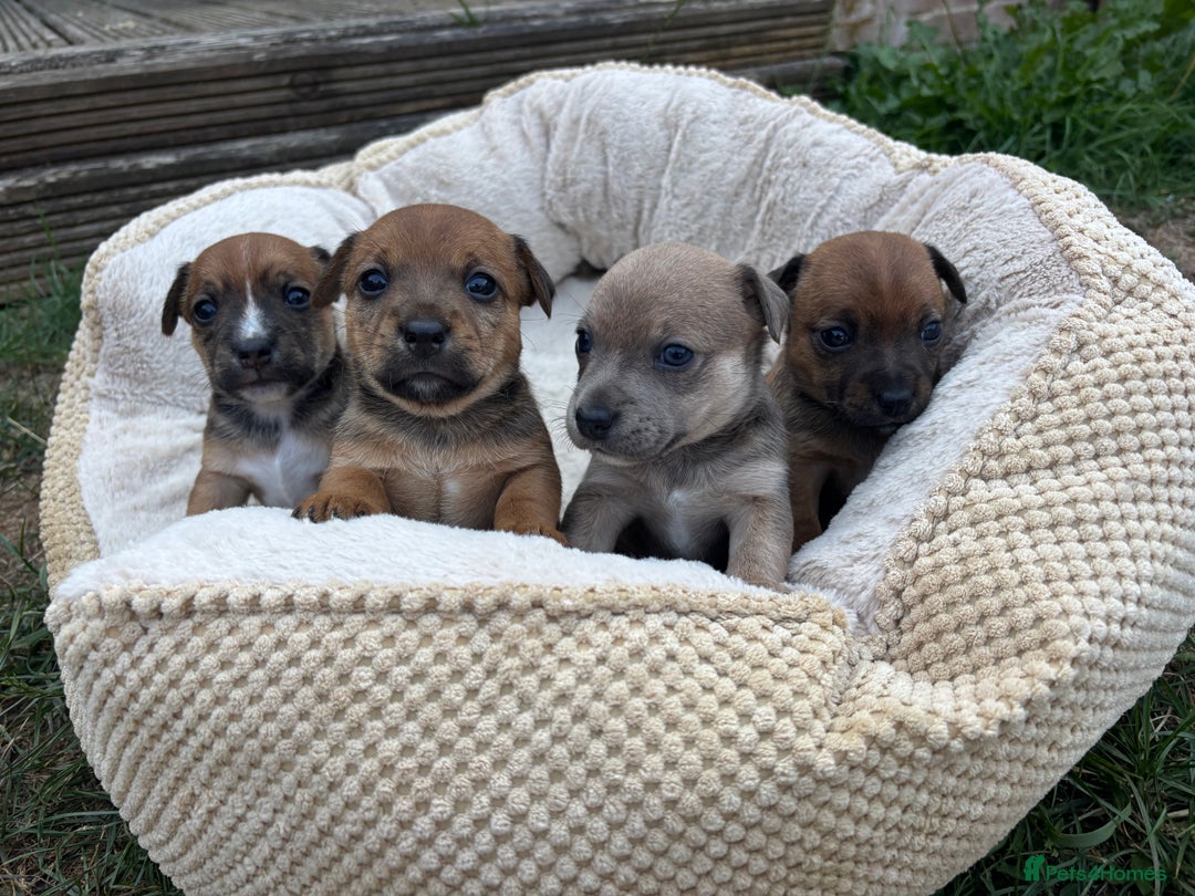 Jack Russell dogs for sale: 2x Jack Russell puppies  - Image 1