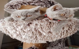 Brazilian Shorthair cats for sale: Beautiful blues Bristh short hair - Image 10