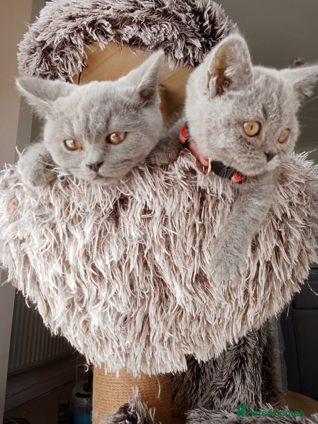 Brazilian Shorthair cats for sale: Beautiful blues Bristh short hair - Image 10
