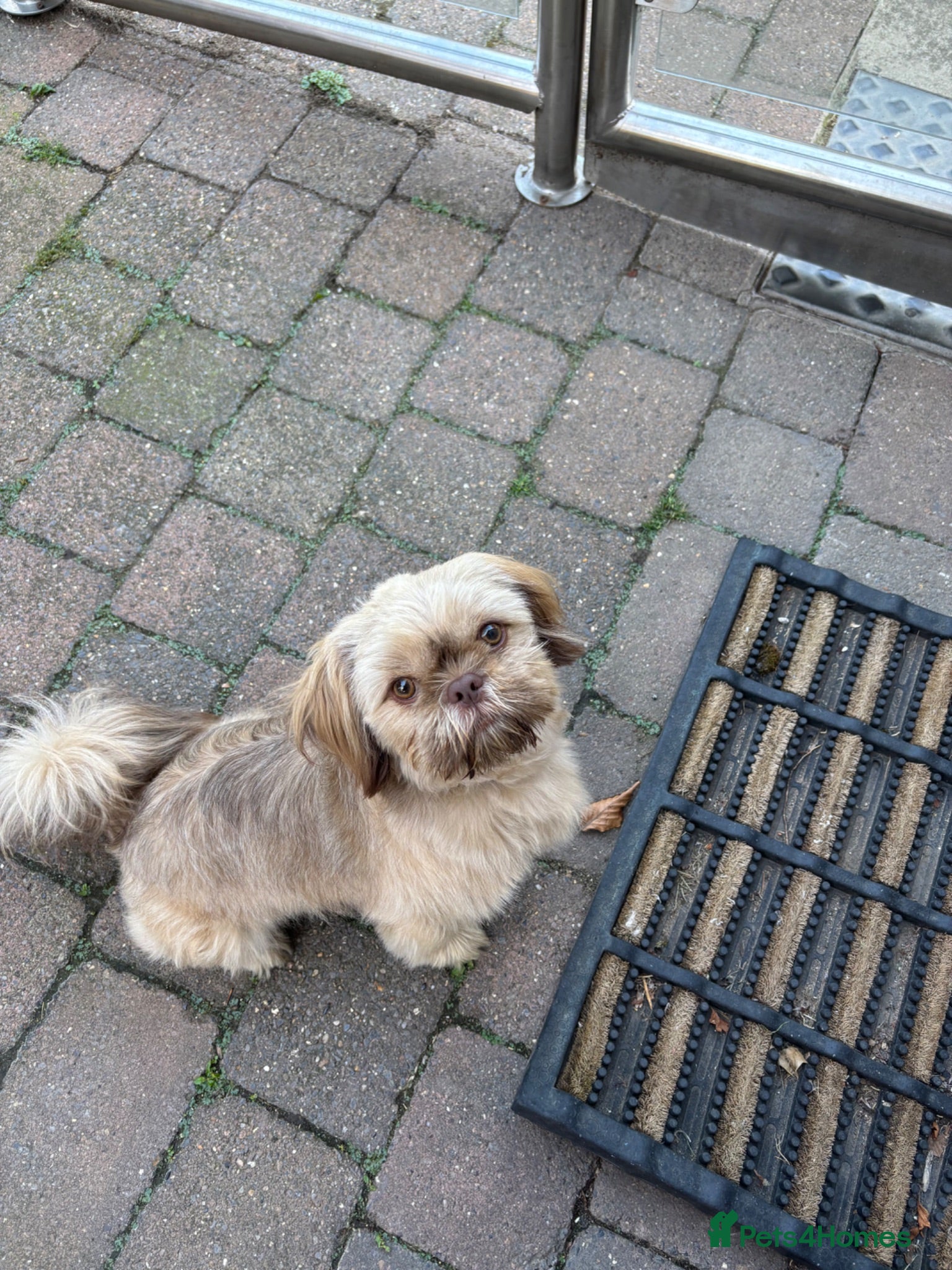 Shih Tzu dogs SHIH TZU - Advert 2