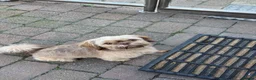 Shih Tzu dogs for sale: SHIH TZU - Advert 2