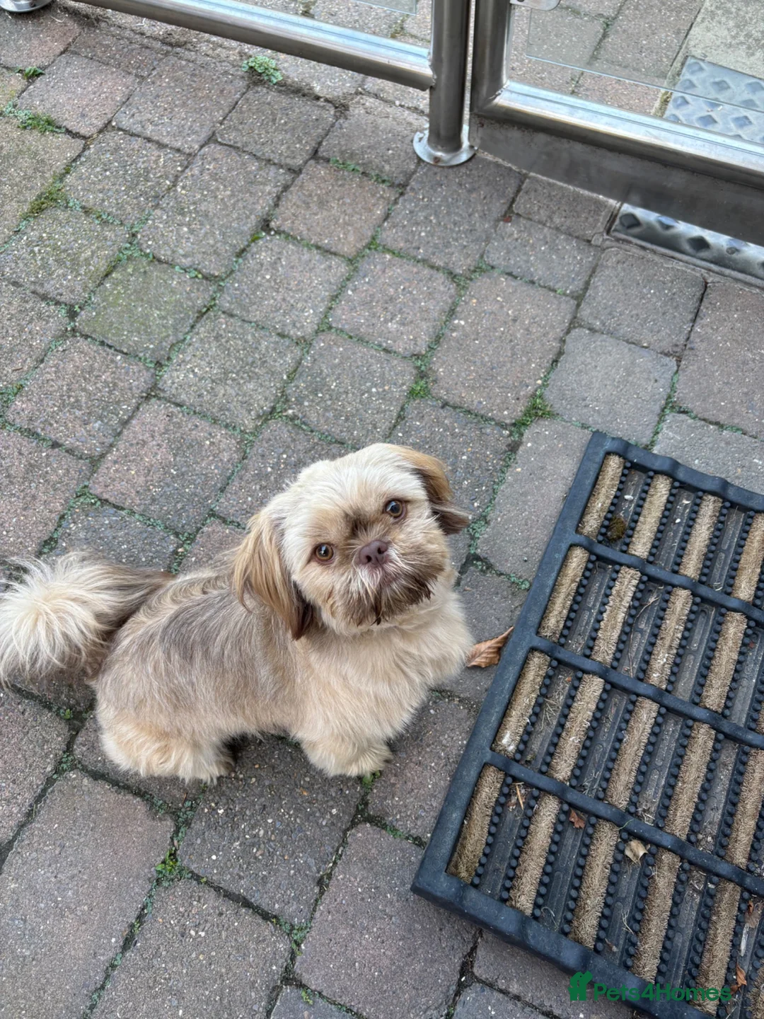 Shih Tzu dogs for sale: SHIH TZU - Advert 2