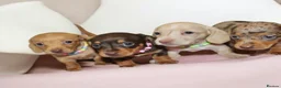 Miniature Dachshund dogs for sale: 🩷✨ extra small Dachshund pups KC kanninchen 🩷✨  - Advert 10