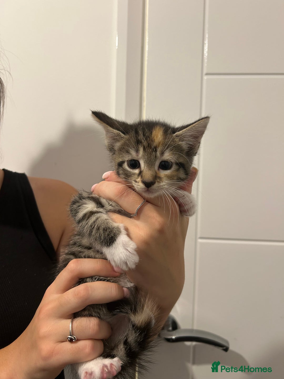 Bengal cats for sale: 3 bengal cross kittens left - Image 3