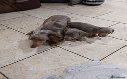 Miniature Dachshund dogs for sale: Mini short/long coat crossed dachshund  - Image 12