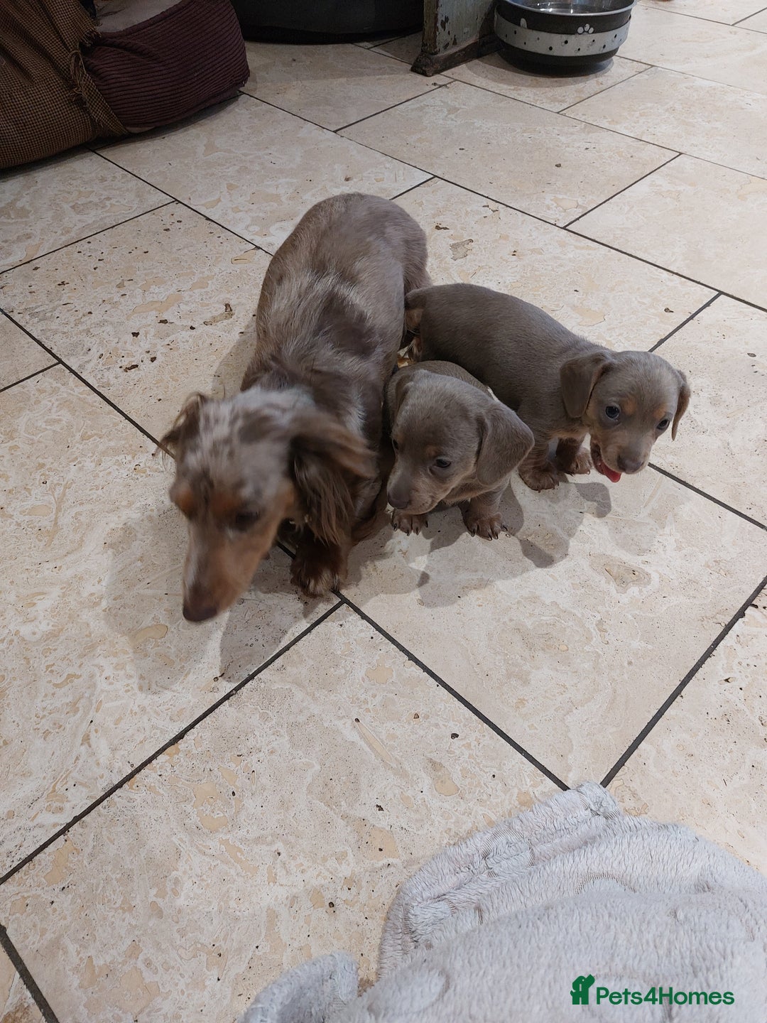 Miniature Dachshund dogs for sale: Mini short/long coat crossed dachshund  - Image 12