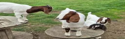Goats livestock for sale: Boer Goat Kids Available  - Advert 3
