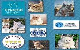 Maine Coon cats for sale: ANDERPRIDE HAVE KITTENS- INTEREST  OPEN  - Image 25