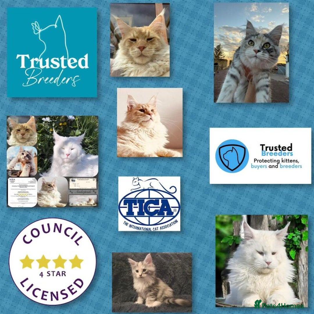 Maine Coon cats for sale: ANDERPRIDE HAVE KITTENS- INTEREST  OPEN  - Image 25