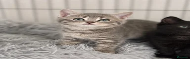 British Shorthair 6