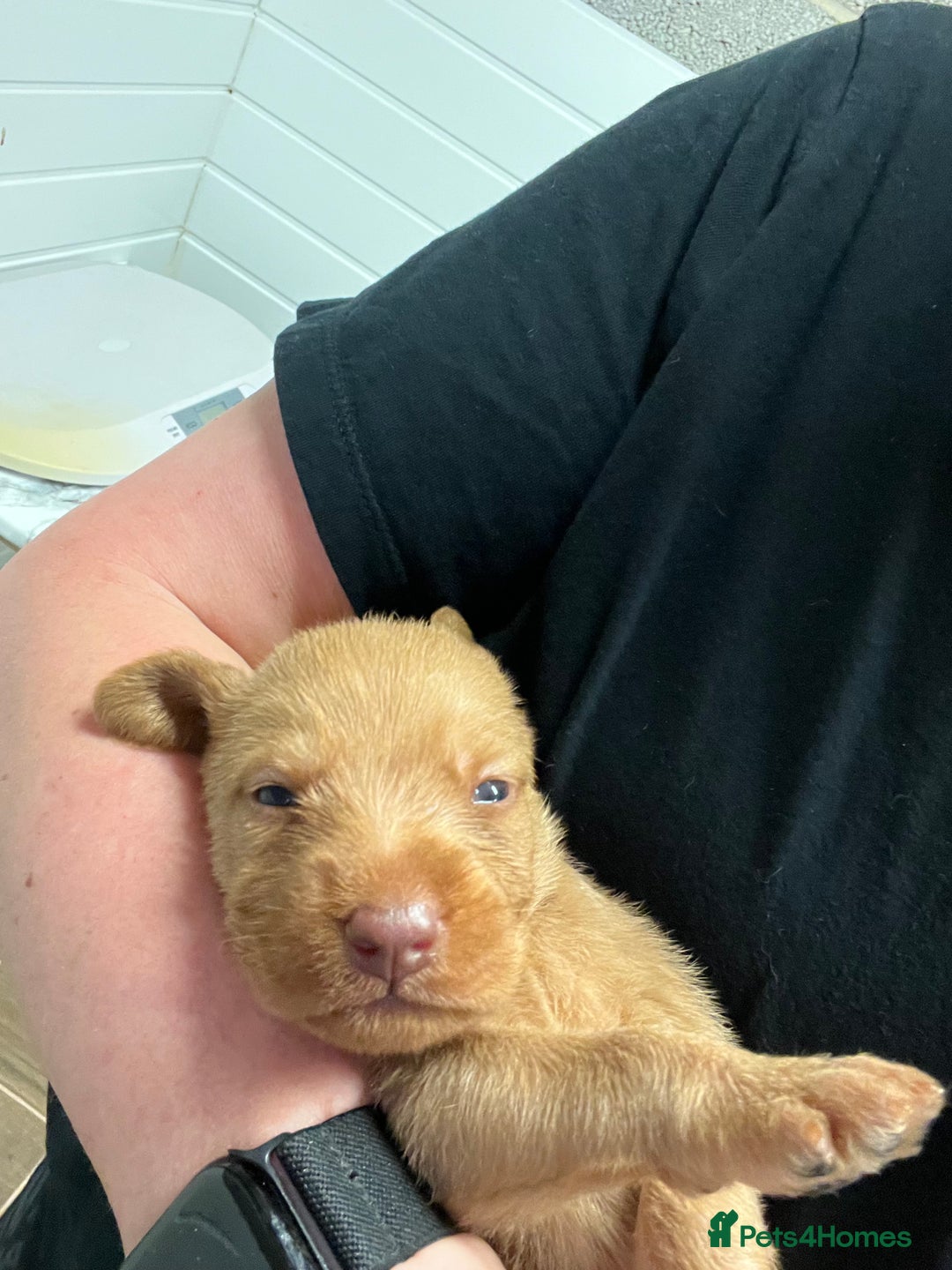 Hungarian Vizsla dogs for sale: Hungarian Wirehaired Vizsla Puppies  - Image 3