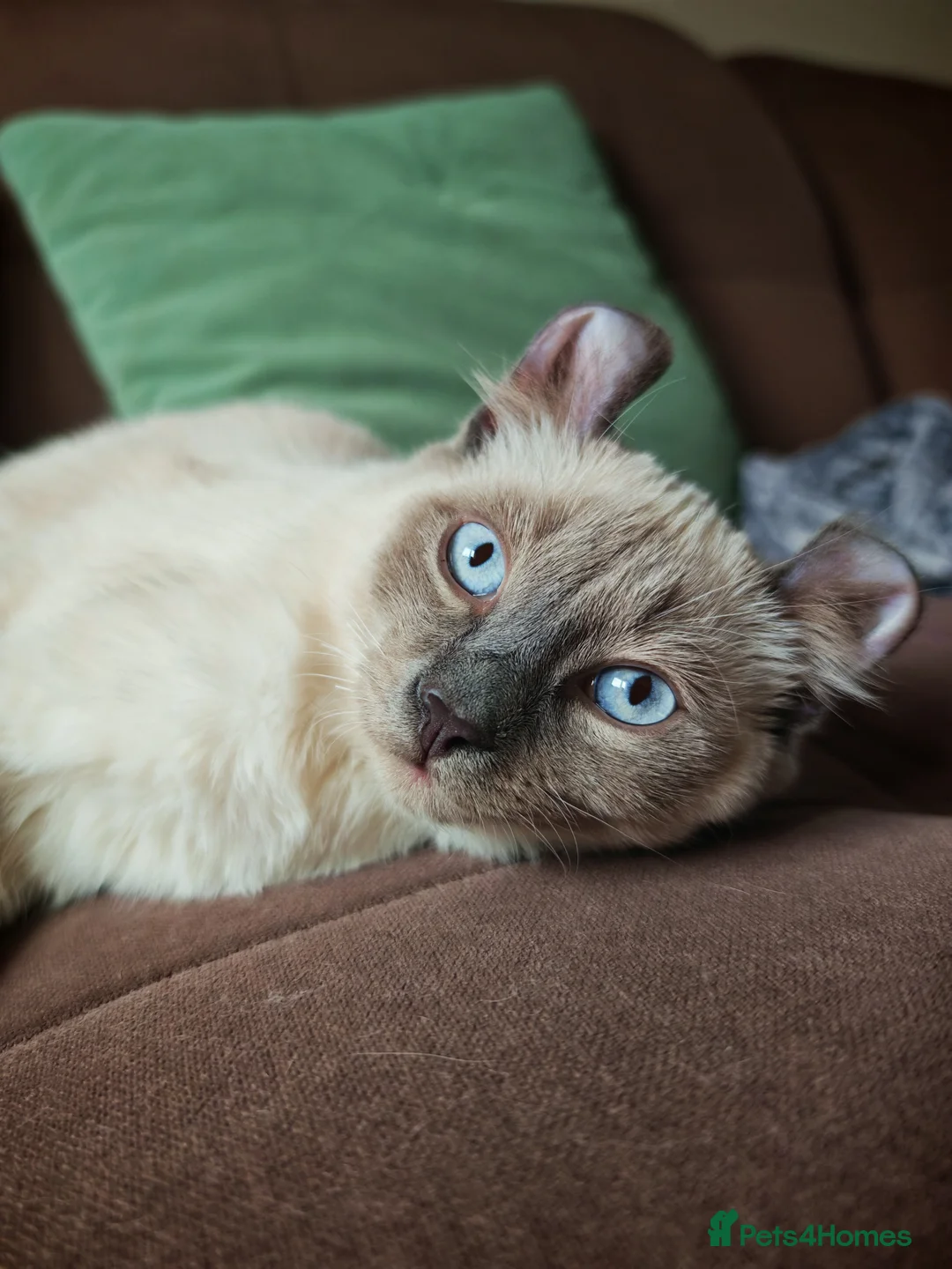 Mixed Breed cats for sale: RARE, Unique, Affectionate boys available!  - Advert 2