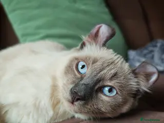 Mixed Breed cats RARE, Unique, Affectionate boys available! - Advert 9